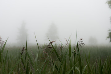 Obraz na płótnie Canvas Nature dans la brume