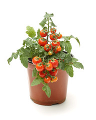 Fresh cherry tomato plant in a jar on white background