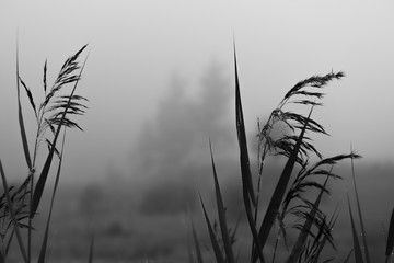 Nature dans la brume