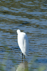 egret