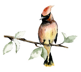 Szkic ptaka na gałęzi. Akwarela ilustracja dzikich zwierząt ręcznie malowana, na białym tle.