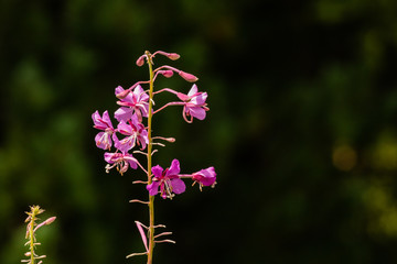 Fototapeta premium Fleurs