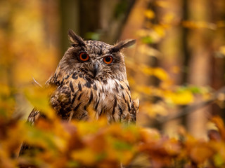 Eurasian eagle-owl (Bubo Bubo) in colorful autumn forest. Eurasian eagle owl sitting on tree. Owl in colorful autumn forest.