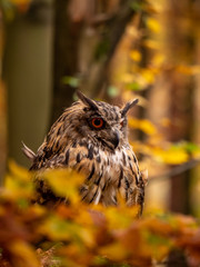 Eurasian eagle-owl (Bubo Bubo) in colorful autumn forest. Eurasian eagle owl sitting on tree. Owl in colorful autumn forest.