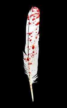 drop of blood on a black bird feather isolated on black background