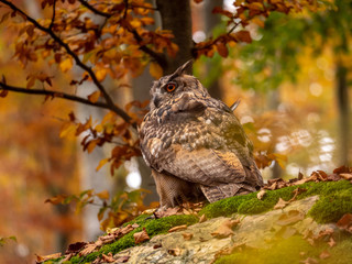 Eurasian eagle-owl (Bubo Bubo) in colorful autumn forest. Eurasian eagle owl sitting on tree. Owl in colorful autumn forest.