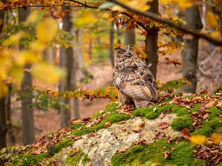 Eurasian eagle-owl (Bubo Bubo) in colorful autumn forest. Eurasian eagle owl sitting on tree. Owl...