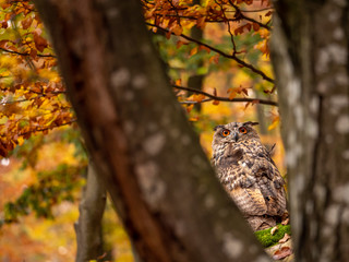 Eurasian eagle-owl (Bubo Bubo) in colorful autumn forest. Eurasian eagle owl sitting on tree. Owl in colorful autumn forest.