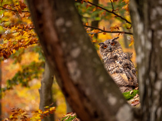 Eurasian eagle-owl (Bubo Bubo) in colorful autumn forest. Eurasian eagle owl sitting on tree. Owl in colorful autumn forest.