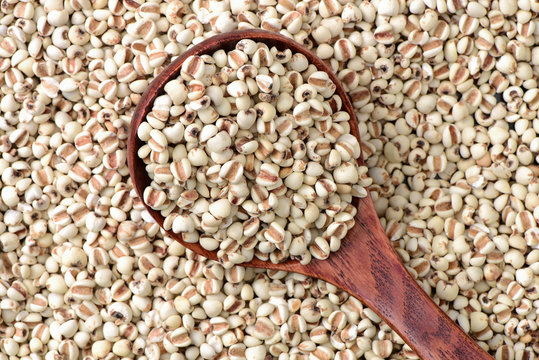 Job's tears background