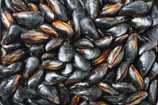 mussel background