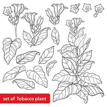 Set of outline toxic Tobacco plant or Nicotiana flower bunch, bud and leaf in black isolated on white background.