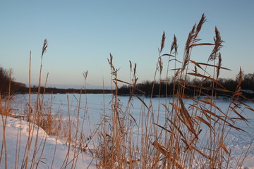 reeds on lake
