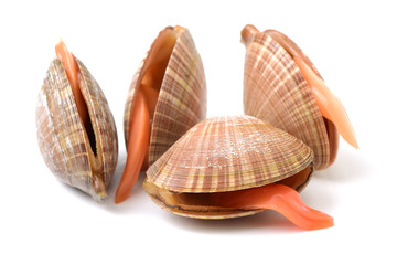 Stacked fresh raw clams on white background