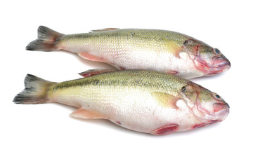 sea bass isolated on white background 
