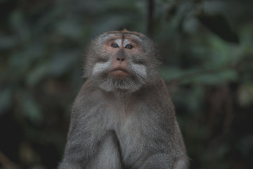 Portrait of a long-tailed monkey in Indonesia