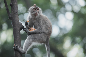 Long-tailed monkey in Ubud Monkey Forest