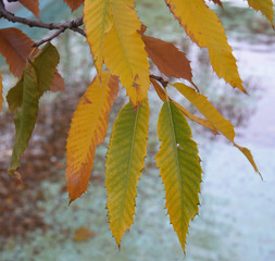 yellowed leaves of  trees on autumn
