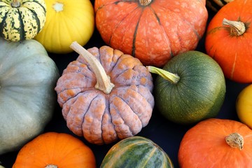 Squash and pumpkins.