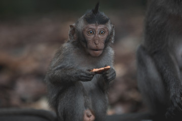 Baby long-tailed monkey having a snack at Ubud Monkey Forest
