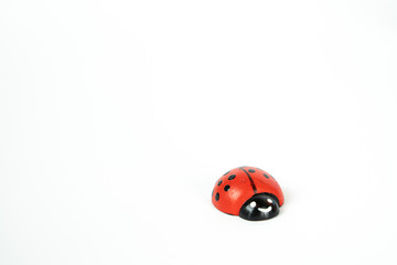 Little lady bug isolated on white, copy space