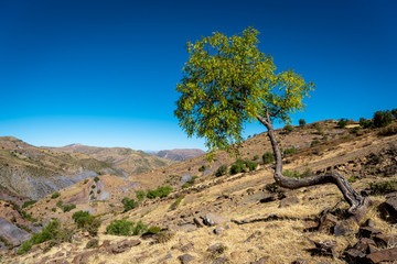 Fototapeta na wymiar A tree growing out of the sloped arid hillside overlooking the hilly landscape on the outskirts of the Maragua Crater in Bolivia on a sunny and clear day.