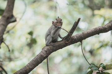 Baby long-tailed monkey on a branch in Ubud Monkey Temple