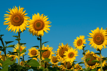 Obraz premium orange sunflowers on a background of blue sky