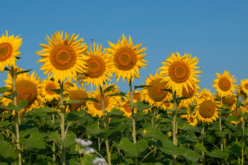orange sunflowers on a background of blue sky