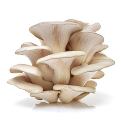 oyster mushroom on white background