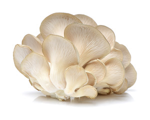 oyster mushroom on white background