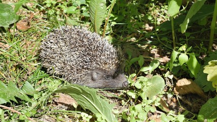 Hedgehog sits in the grass in the forest.j