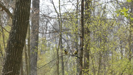  Two tit sit on a birch branch in a spring forest.