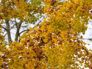 (Ginkgo biloba) Feuilles jaunâtre et ovules jaune-brun du Ginkgo ou arbre aux quarante écus aux couleurs d'automne