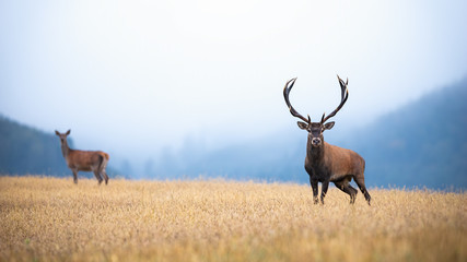 A pair of red deer, cervus elaphus, stag and hind on atmospheric field looking into the camera. Two...