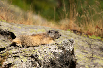 Marmotte au soleil dans les Alpes