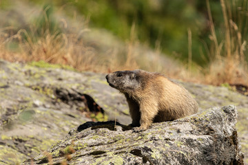Naklejka na ściany i meble Marmotte au soleil dans les Alpes