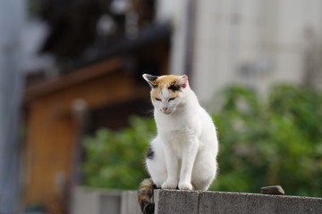 塀の上の猫