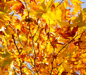 close up autumn leaves on tree. autumn background. selective focus.