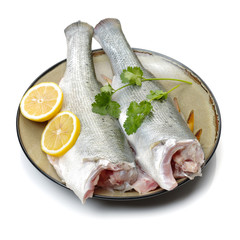 Canada Striped bass whole fresh fish, also called Atlantic striped bass, striper, linesider, rock or rockfish, product of Canada, isolated on white background.