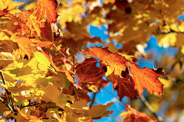 Red orange and yellow leaves of a maple tree in autumn