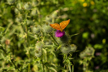 Papillon qui butine