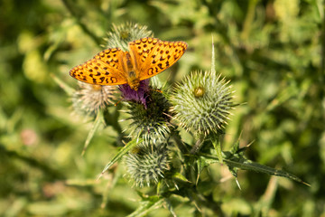 Papillon dans la nature