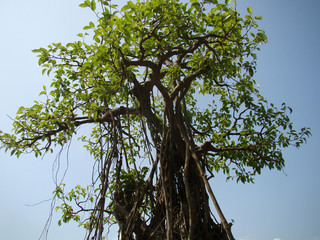 Green foliage and blue sky
