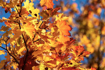 Red orange and yellow leaves of a maple tree in autumn
