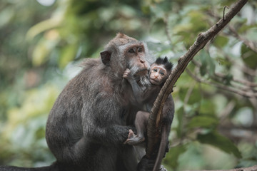Motherly love with young baby long-tailed monkey in Ubud
