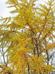 (Ginkgo biloba) Branches, feuillages et ovules du Ginkgo aux couleurs d'automne, grand arbre d'ornement ou Arbre aux quarante écus 