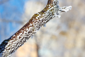 branches in frost in winter