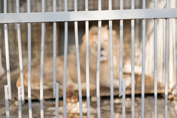 Cage with an animal inside