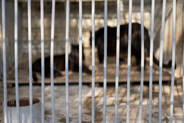 Cage with an animal inside © Nariman